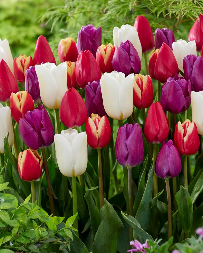 Wholesale Tulipa Triumph 'Stars & Stripes Mix' - Tulip | A.D.R. Bulbs