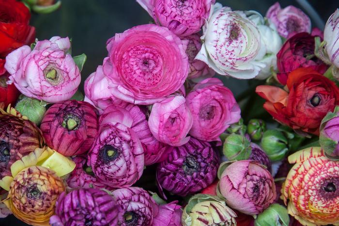 Wholesale Ranunculus Tecolote 'Picotee Mixture' - Persian Buttercup | A.D.R. Bulbs