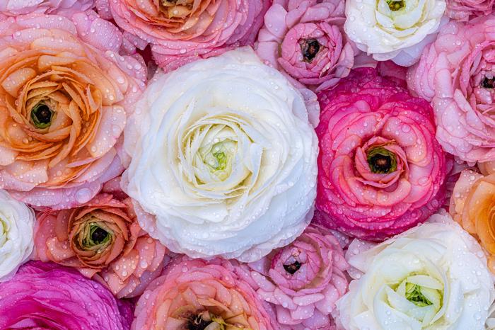 Wholesale Ranunculus Tecolote 'Pastel Mixture' - Persian Buttercup | A.D.R. Bulbs