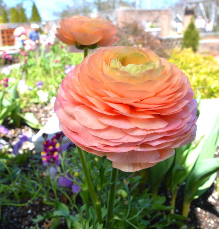 Wholesale Ranunculus Tecolote 'Salmon' - Persian Buttercup | A.D.R. Bulbs