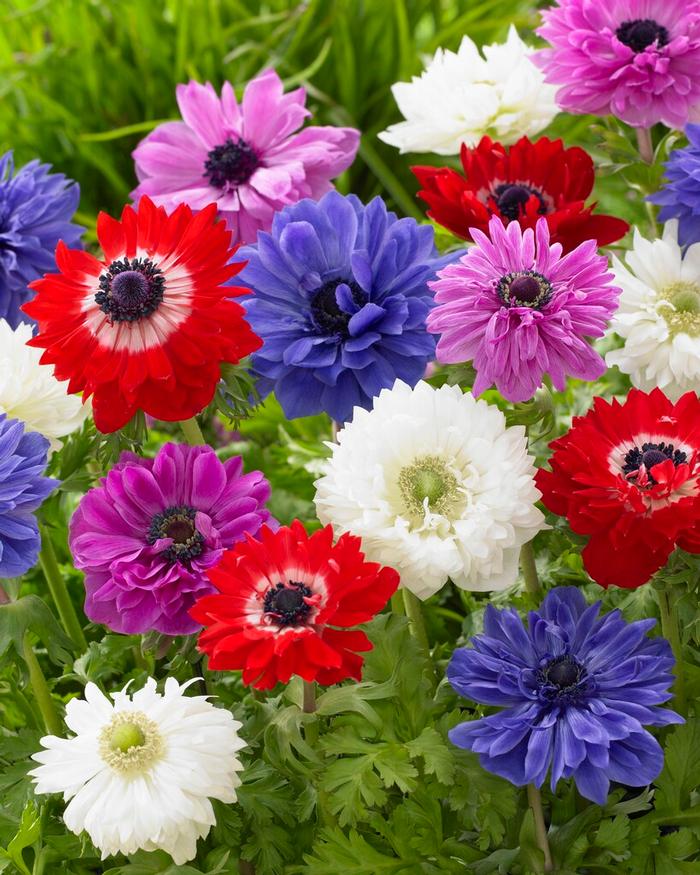 Anemone Coronaria 'St. Brigid Mix (Double)' - Anemone from ADR Bulbs