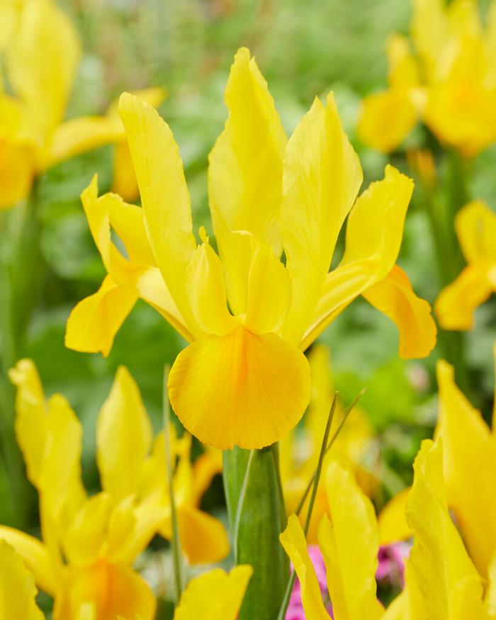 Iris Hollandica 'Yellow' Dutch Iris from ADR Bulbs
