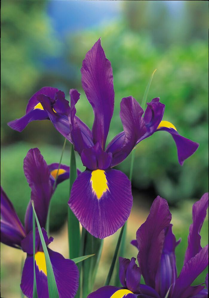 Iris Hollandica 'Purple' Dutch Iris from ADR Bulbs