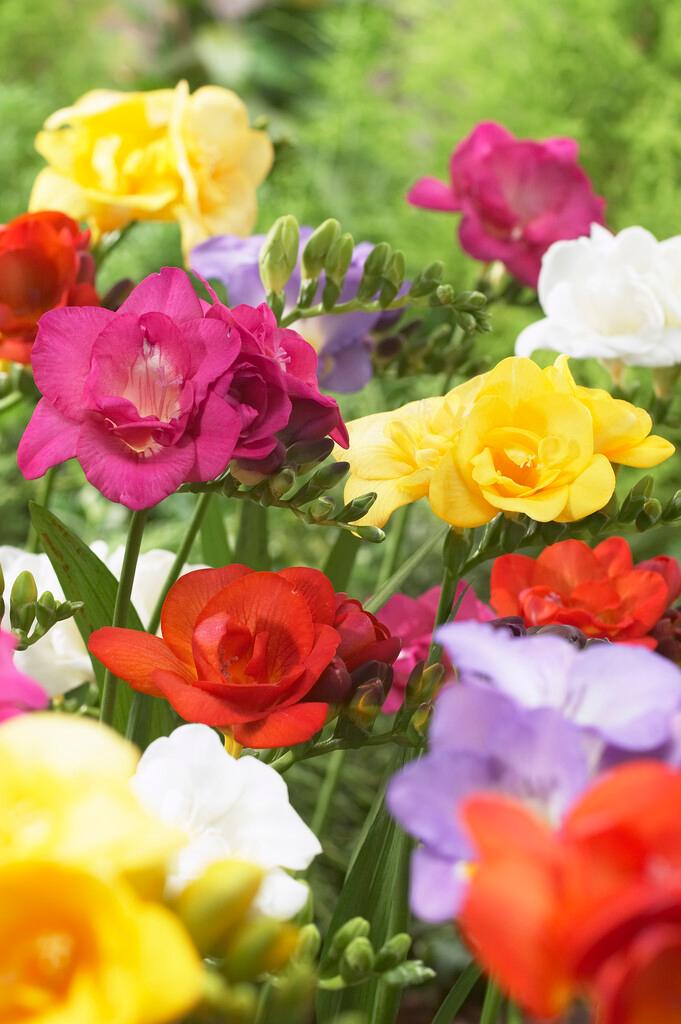 Freesia 'Double Mix' - from ADR Bulbs