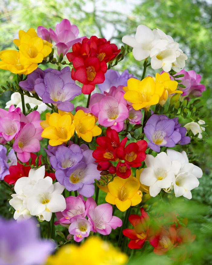 Freesia 'Single Mix' - from ADR Bulbs