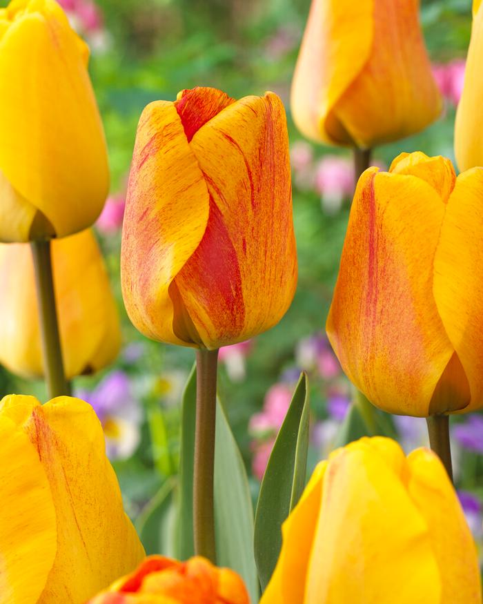 Tulipa Darwin Hybrid 'Beauty of Apeldoorn' Tulip from ADR Bulbs