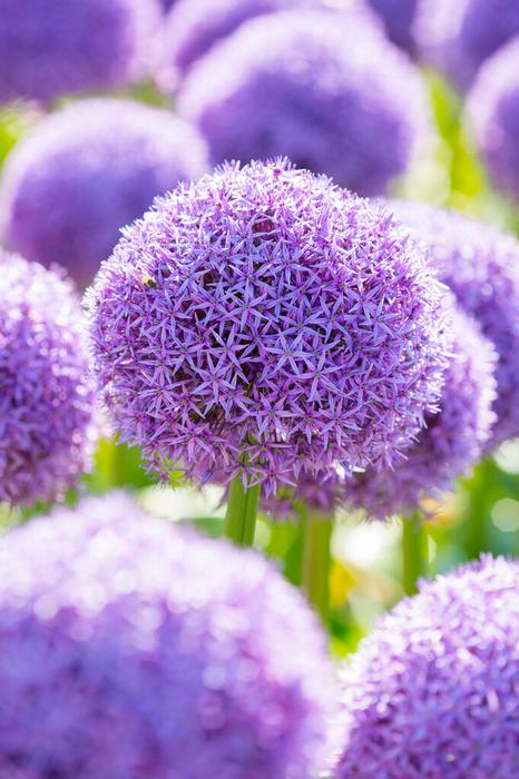 Wholesale Allium Giant 'Globemaster' - Ornamental Onion | A.D.R. Bulbs