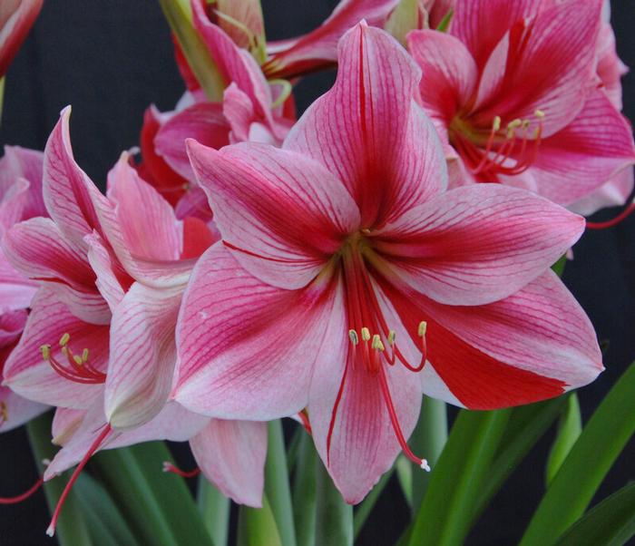 Wholesale Amaryllis Dutch 'Gervase' - Amaryllis | A.D.R. Bulbs