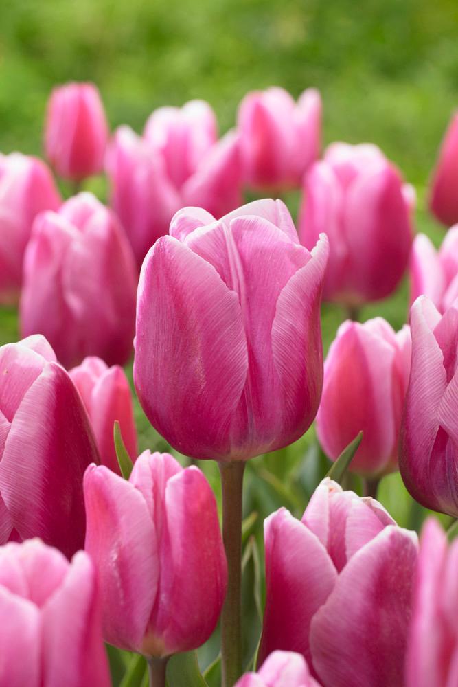 Wholesale Tulipa Single Early 'Aafke - Tulip | A.D.R. Bulbs