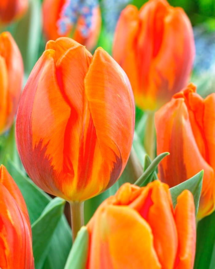 Wholesale Tulipa Single Early 'Hermitage' - Tulip | A.D.R. Bulbs