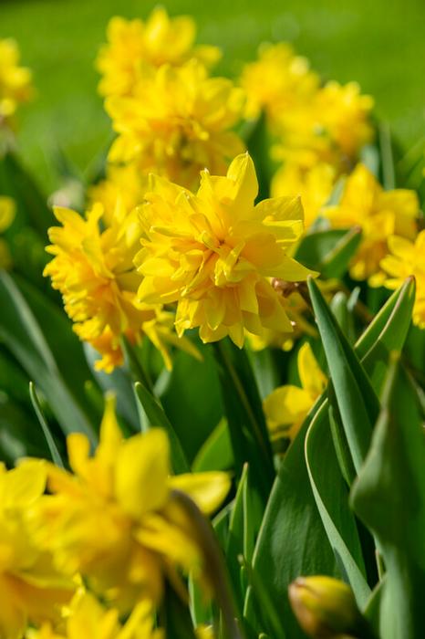Narcissi Miniature 'Tete Deluxe' - Daffodil from ADR Bulbs