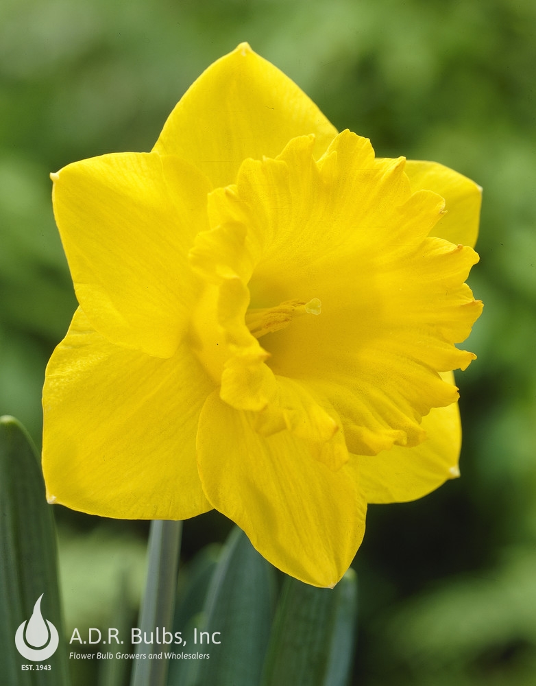 Carlton Daffodil Bulbs, Always Wholesale Pricing