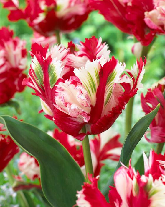 Tulipa Parrot 'Estella Rijnveld' - Tulip from ADR Bulbs