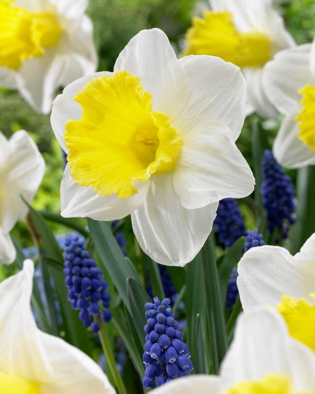 Wholesale Narcissi Large Cupped 'Holland Sensation' - Daffodil | A.D.R. Bulbs