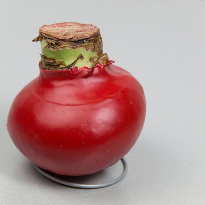 Wholesale Amaryllis Wax 'Classic Red' - Amaryllis | A.D.R. Bulbs