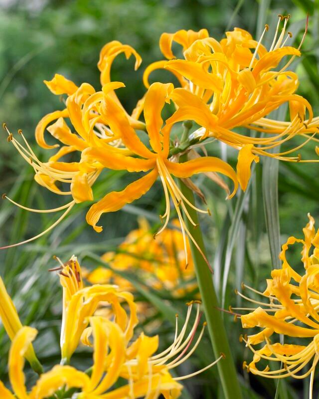 Lycoris Spider Lily 'Aurea' - Lycoris from ADR Bulbs