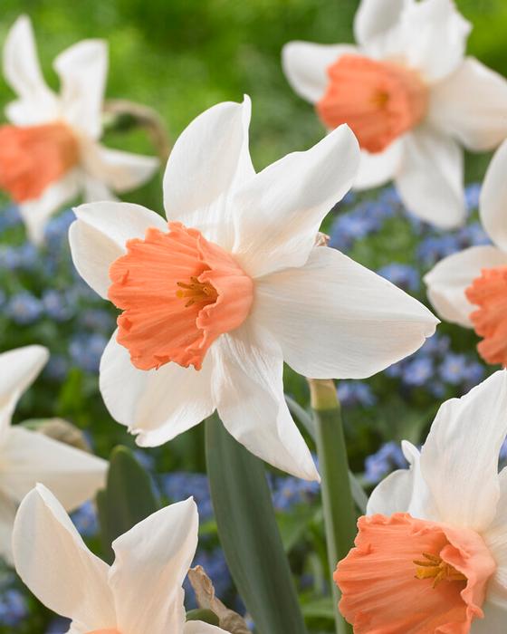 Wholesale Narcissi Large Cupped 'Accent' - Daffodil | A.D.R. Bulbs