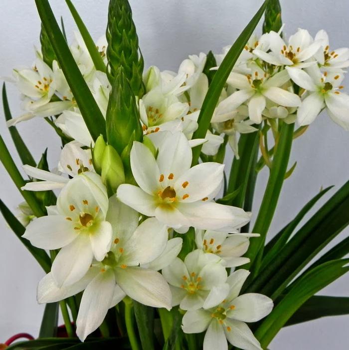 Wholesale Ornithogalum 'Dubium White' - Star of Bethlehem | A.D.R. Bulbs