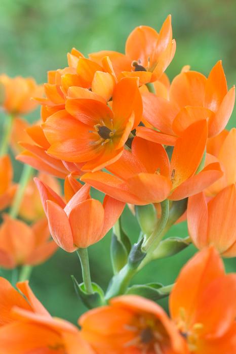 Wholesale Ornithogalum 'Dubium Orange' - Star of Bethlehem | A.D.R. Bulbs