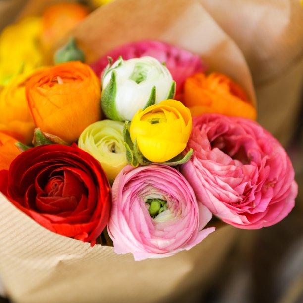 Wholesale Ranunculus Tecolote 'Rainbow Mixture' - Persian Buttercup | A.D.R. Bulbs