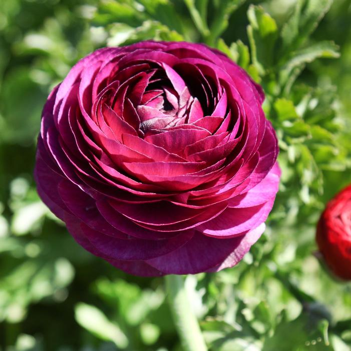 Wholesale Ranunculus Tecolote 'Merlot' - Persian Buttercup | A.D.R. Bulbs