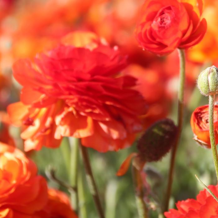 Wholesale Ranunculus Tecolote 'Flamenco' - Persian Buttercup | A.D.R. Bulbs