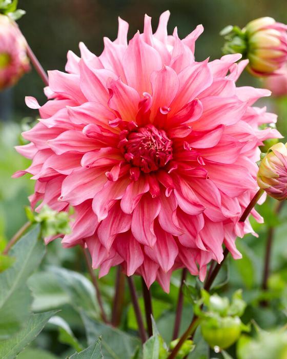Wholesale Dahlia Dinnerplate 'Islander' (Ships in Spring) - Dahlia | A.D.R. Bulbs