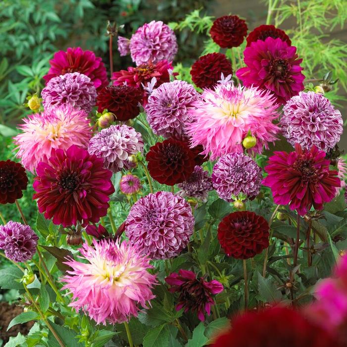 Wholesale Dahlia Blend 'Purple Painting Mix' (Ships In Spring) - Dahlia | A.D.R. Bulbs