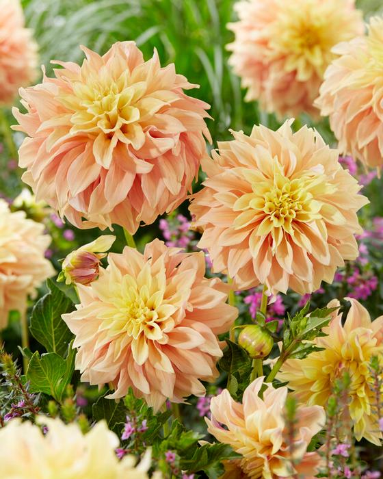 Wholesale Dahlia Decorative 'Blushing Lady' (Ships in Spring) - Dahlia | A.D.R. Bulbs