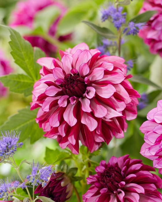 Wholesale Dahlia Decorative 'Cranberry Classic' (Ships in Spring) - Dahlia | A.D.R. Bulbs