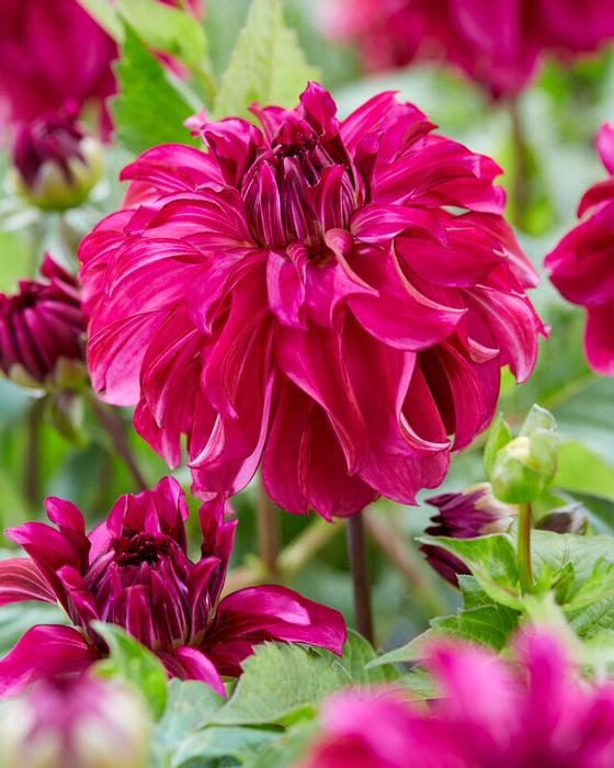 Wholesale Dahlia Decorative 'Drama Queen' (Ships in Spring) - Dahlia | A.D.R. Bulbs