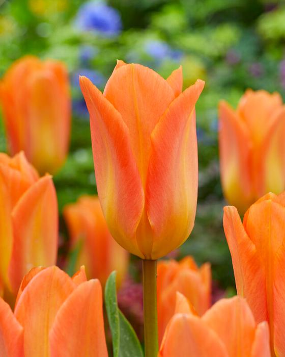 Wholesale Tulipa Emperor 'Orange Emperor' - Tulip | A.D.R. Bulbs