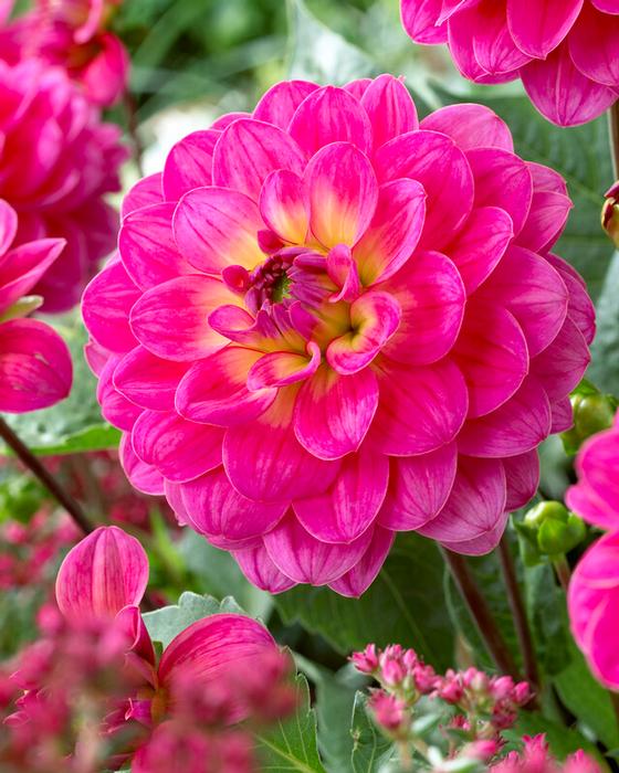 Wholesale Dahlia Decorative 'El Santo' (Ships in Spring) - Dahlia | A.D.R. Bulbs