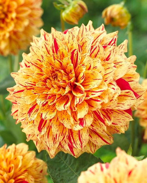 Wholesale Dahlia Decorative 'Gloriosa' (Ships in Spring) - Dahlia | A.D.R. Bulbs