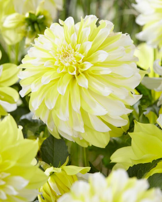 Wholesale Dahlia Decorative 'Hollyhill Lemon Ice' (Ships in Spring) - Dahlia | A.D.R. Bulbs