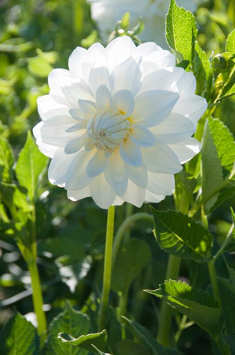 Wholesale Dahlia Decorative 'Lady Liberty (Ships in Spring) - Dahlia | A.D.R. Bulbs