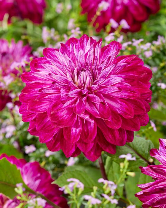 Wholesale Dahlia Decorative 'Merlot Magic' (Ships in Spring) - Dahlia | A.D.R. Bulbs