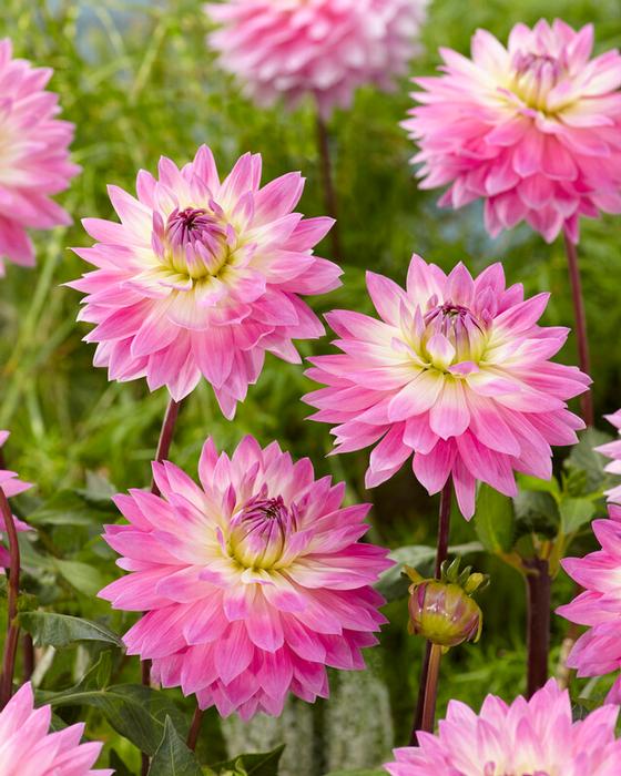 Wholesale Dahlia Decorative 'Miss Delilah' (Ships in Spring) - Dahlia | A.D.R. Bulbs