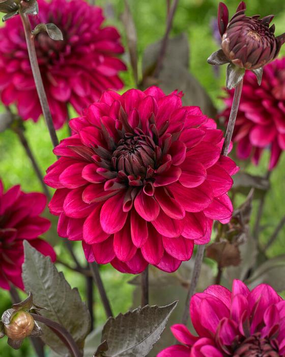 Wholesale Dahlia Decorative 'Purple Flame' (Ships in Spring) - Dahlia | A.D.R. Bulbs