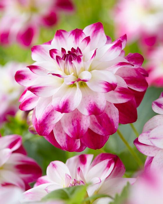 Wholesale Dahlia Decorative 'Saint Martin' (Ships in Spring) - Dahlia | A.D.R. Bulbs