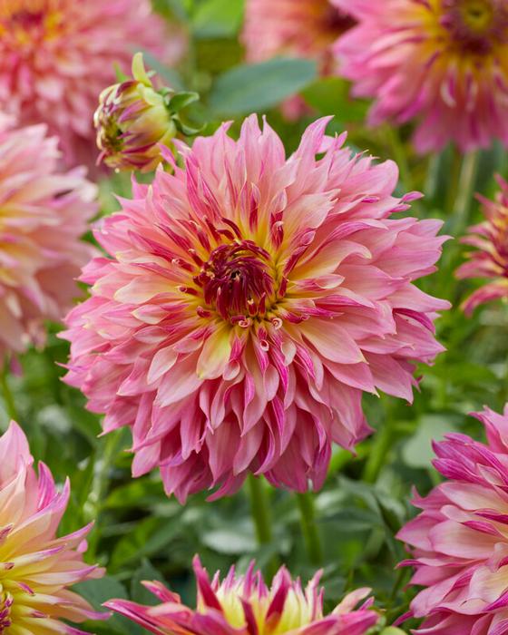 Wholesale Dahlia Decorative 'Tom Pouce' (Ships in Spring) - Dahlia | A.D.R. Bulbs