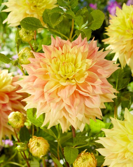 Wholesale Dahlia Dinnerplate 'Advance' (Ships in Spring) - Dahlia | A.D.R. Bulbs