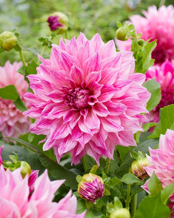 Wholesale Dahlia Dinnerplate 'Cafe au Lait Royal' (Ships in Spring) - Dahlia | A.D.R. Bulbs