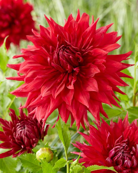 Wholesale Dahlia Dinnerplate 'Creve Coeur' (Ships in Spring) - Dahlia | A.D.R. Bulbs