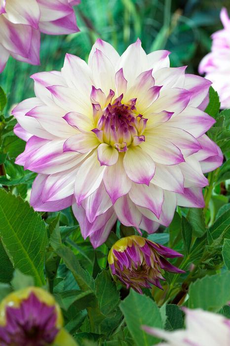 Wholesale Dahlia Dinnerplate 'Ferncliff Illusion' (Ships in Spring) - Dahlia | A.D.R. Bulbs