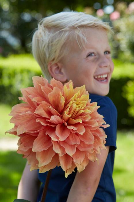 Wholesale Dahlia Dinnerplate 'Mango Madness' (Ships in Spring) - Dahlia | A.D.R. Bulbs