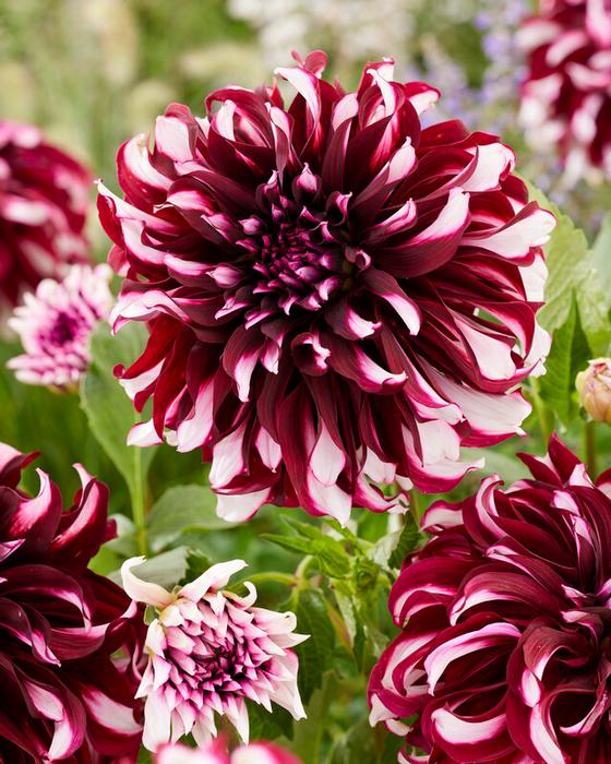 Wholesale Dahlia Dinnerplate 'Tartan' (Ships in Spring) - Dahlia | A.D.R. Bulbs