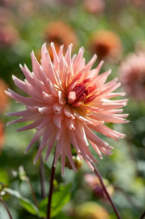 Wholesale Dahlia Cactus 'Preference' (Ships in Spring) - Dahlia | A.D.R. Bulbs