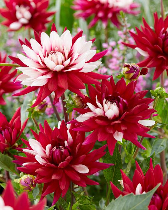 Wholesale Dahlia Cactus 'Rebecca's World' (Ships in Spring) - Dahlia | A.D.R. Bulbs