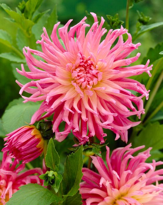 Wholesale Dahlia Cactus 'Star's Favorite' (Ships in Spring) - Dahlia | A.D.R. Bulbs